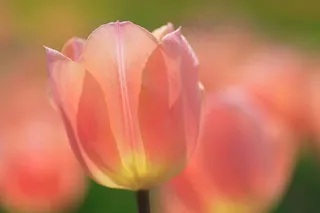 粉色漂亮郁金香图片