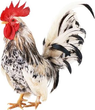 公鸡 PNG免抠