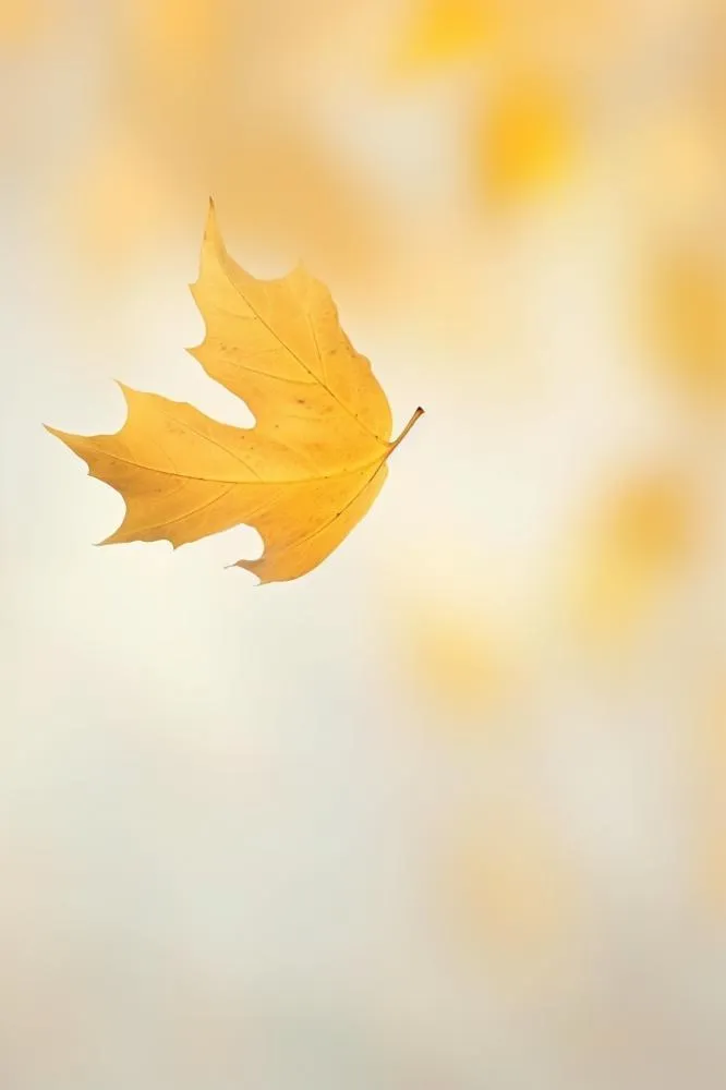 秋天落叶秋叶黄色背景