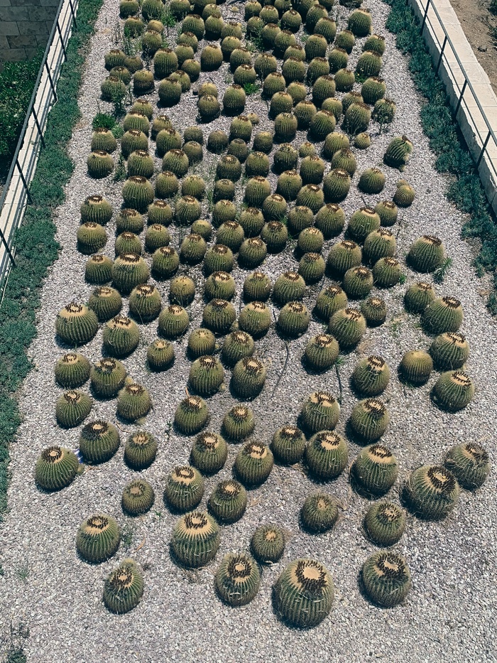 绿色仙人掌仙人球摄影素材