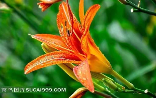 娇艳的百合花图片