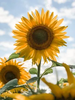开花的向日葵图片 开花的向日葵图片