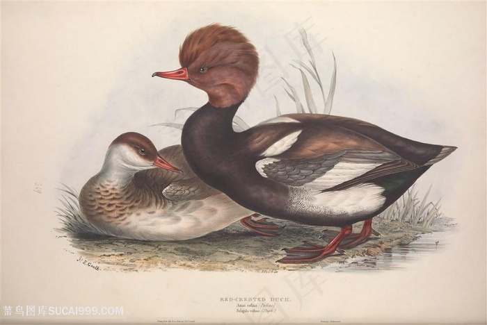 手绘高清欧洲鸟类横版装饰画