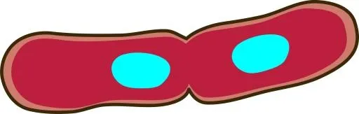 细菌 PNG免抠(2400x766)