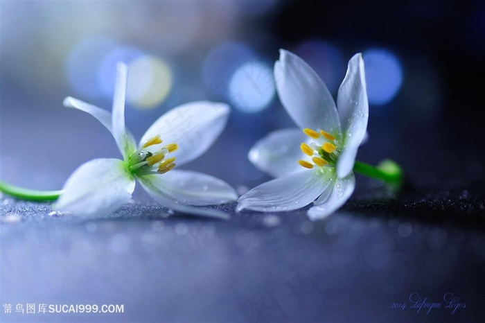 唯美夏雪片莲鲜花图片