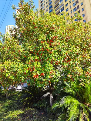 绿色风景树