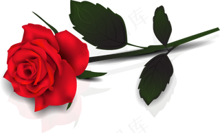 玫瑰 红色 红玫瑰 玫瑰花 花朵 鲜花特写 免抠