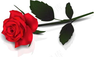 玫瑰 红色 红玫瑰 玫瑰花 花朵 鲜花特写 免抠