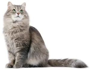 猫 PNG免抠