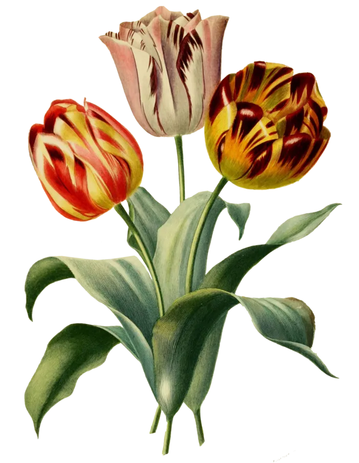 复古手绘植物花卉插画 免抠