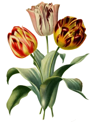 复古手绘植物花卉插画 免抠