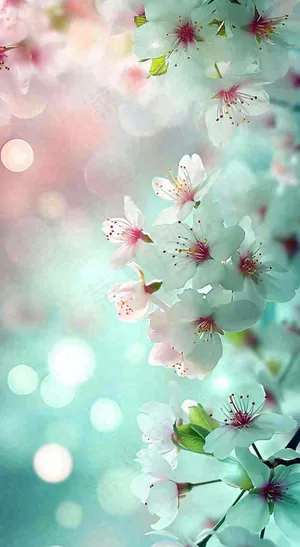 绚丽白色樱花花朵，春分惊蛰立春摄影图