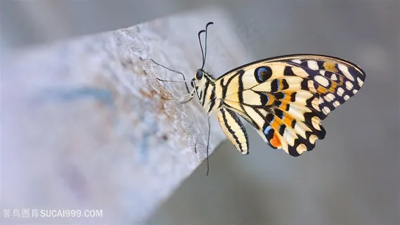 蝴蝶高清壁纸 蝴蝶高清壁纸