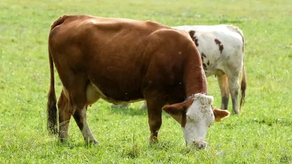 奶牛, 反刍动物, 牛肉, 农场动物, 牧场, 草地, 轻擦