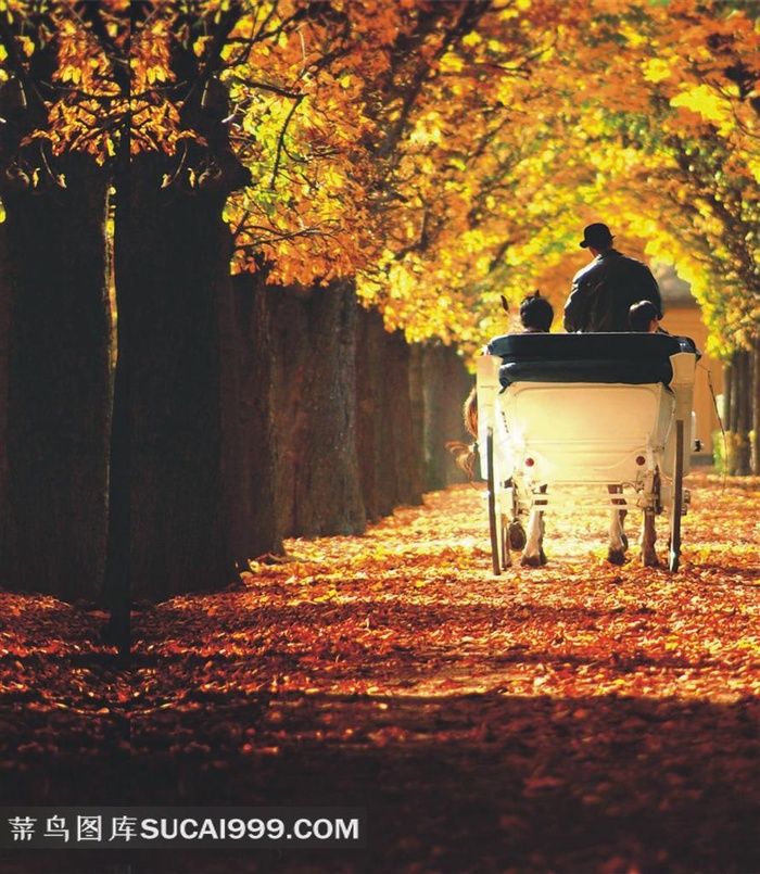 坐着马车行走在树林里