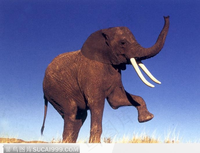 象之世界-站立起来的大象