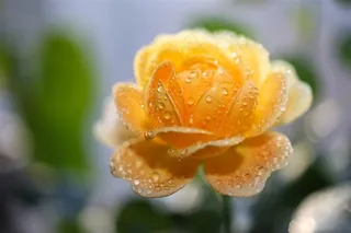 露珠黄玫瑰高清特写图片素材