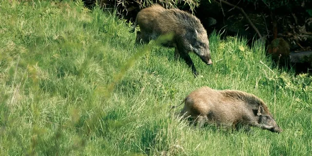 野猪高清摄影图片