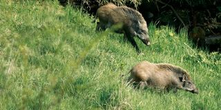 野猪高清摄影图片