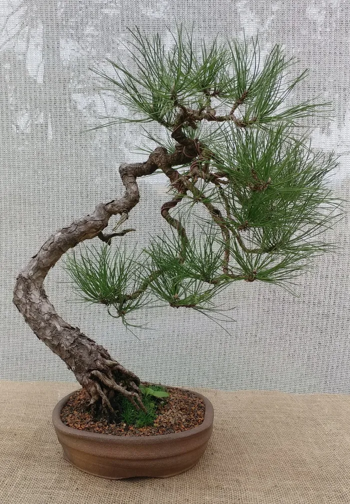 万年松盆景图片