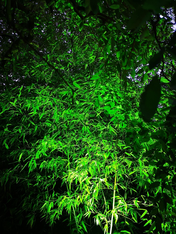 绿色打光的竹叶