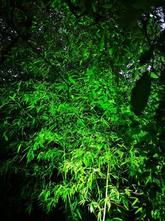 绿色打光的竹叶