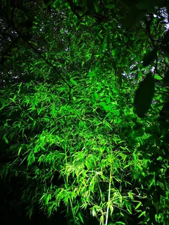 绿色打光的竹叶