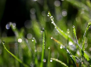 高清绿草水滴背景图片