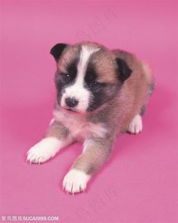 小型犬-斜趴着的狗