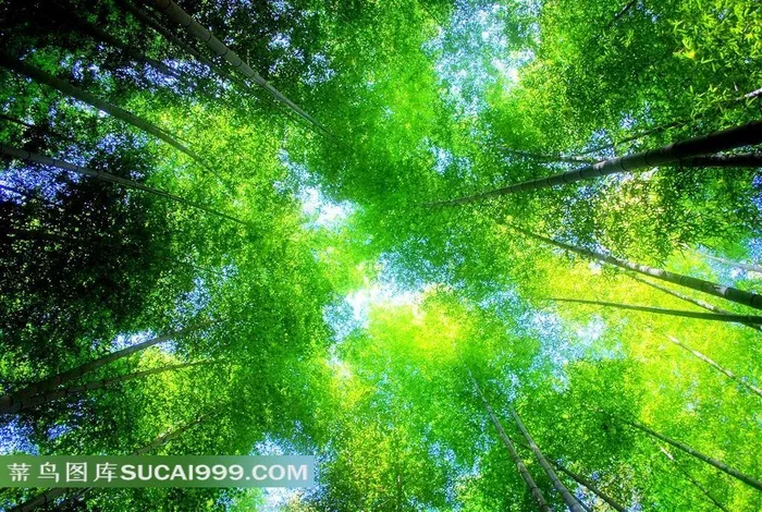 竹林天空 绿色成荫