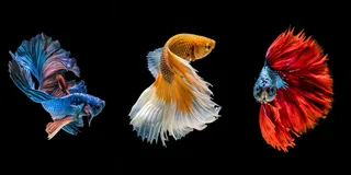 三联美丽金鱼装饰画