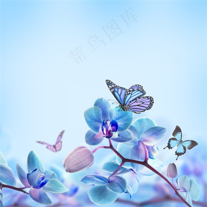 蝴蝶花背景素材