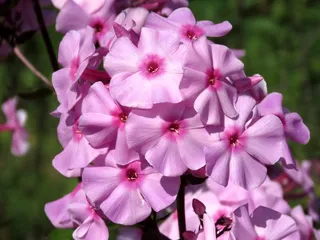 粉色夹竹桃鲜花图片