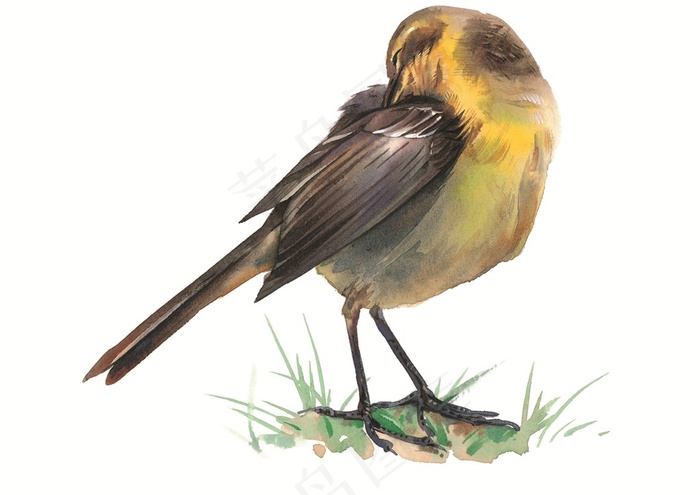 美丽的小鸟插画素材