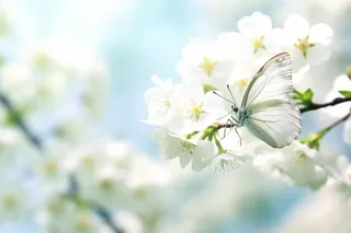 春天李子树花朵上飞舞的蝴蝶摄影图