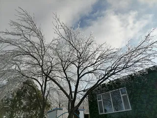 树挂 冰封山里红