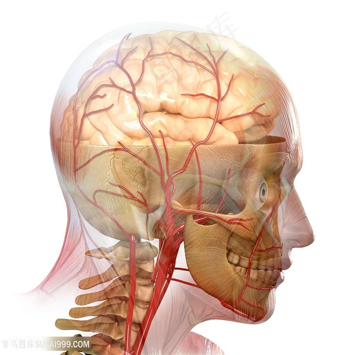 人体后脑经络图片