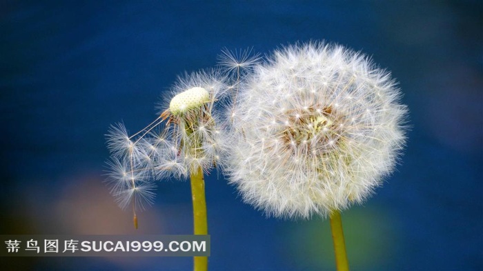 成熟的蒲公英高清图片