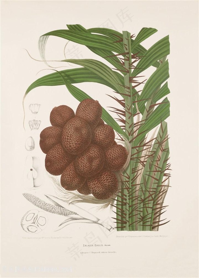 古图书植物果实猕猴桃水彩插画