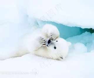 躺在雪地的北极熊