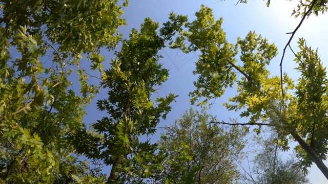 树, 树叶, 枝杈, 风, 自然, 森林, 叶子, 绿色