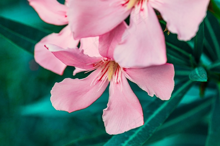 夹竹桃, 粉红色, 绿色, 花卉, 鲜花, 花园