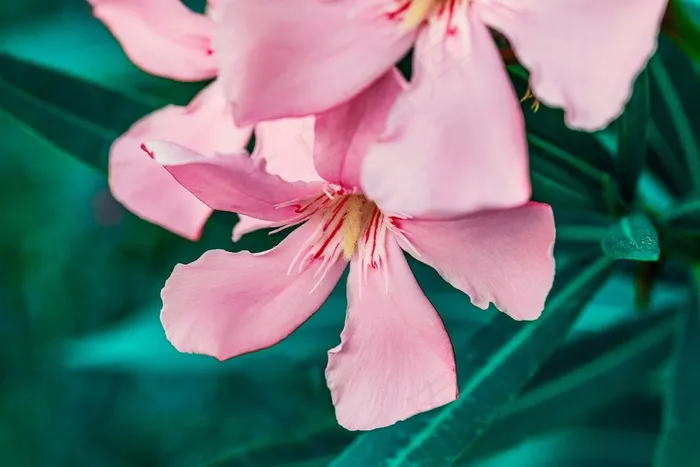 夹竹桃, 粉红色, 绿色, 花卉, 鲜花, 花园