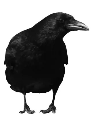 黑乌鸦 PNG免抠