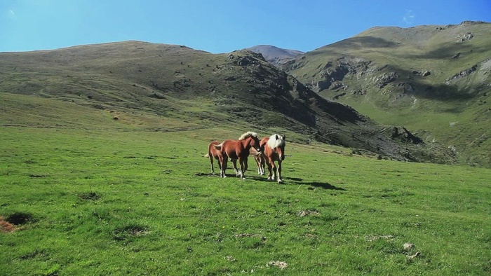 走在山上的野马