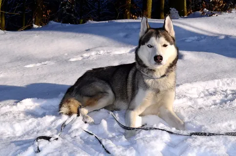 西伯利亚雪橇犬图片 西伯利亚雪橇犬图片