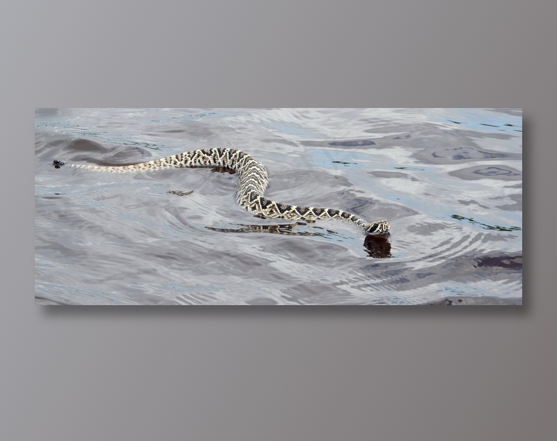 东部菱形斑纹响尾蛇图片