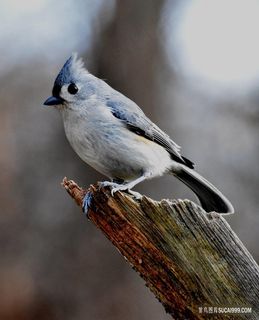 漂亮的小鸟图片