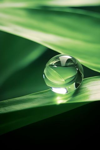 树叶露珠水滴抓拍摄影图