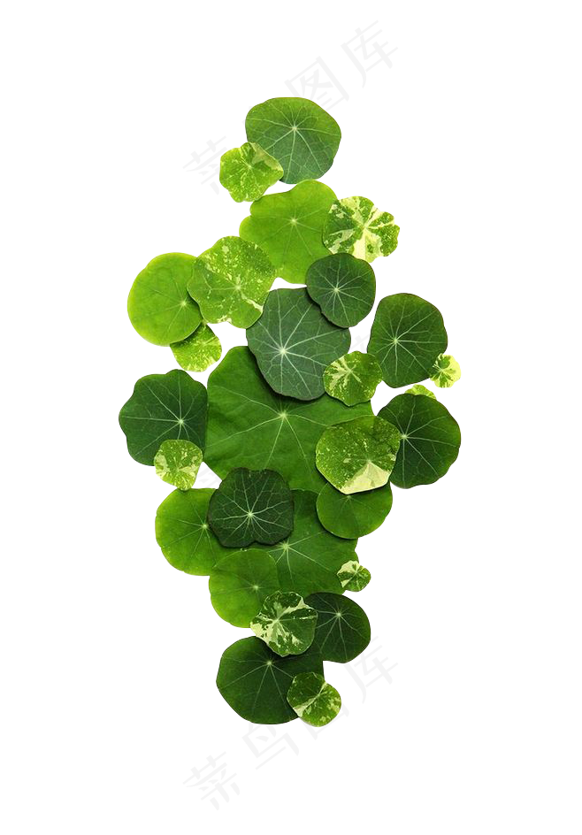 绿色水莲绿色植物水上漂